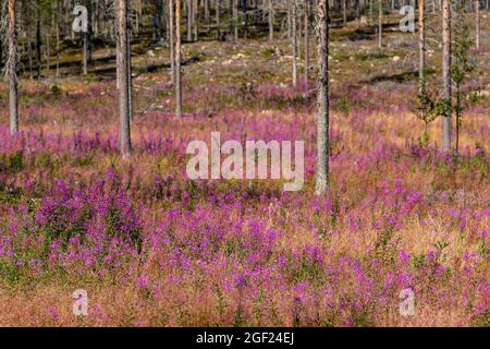 Blühendes Feuerkraut, Chamerion angustifolium färbt den Waldboden im Sommer in der finnischen Natur, Nordeuropa, violett Stockfoto