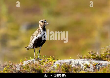 Erwachsener männlicher europäischer Goldpfeimer, Pluvialis apricaria, steht in seinem farbenfrohen Lebensraum in der finnischen Wildnis im Riisitunturi-Nationalpark auf Stein Stockfoto