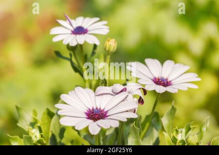 Drei weiße Arktotis-Blüten mit violettem Kern, auf einem verschwommenen Hintergrund Stockfoto