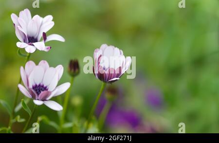 Drei weiße Blüten von Arktotis , auf einem hellgrünen unscharfen Hintergrund. Stockfoto