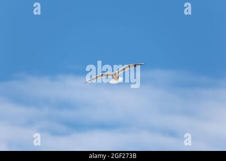 Weiße Seeschwalbe mit schwarzem Kopf fliegt vor dem Hintergrund von Wolken am blauen Himmel Stockfoto