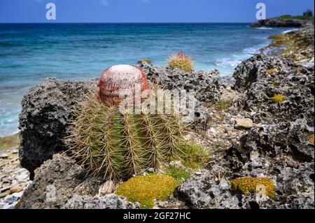 Turk´s Cap Cactus (Melocactus macracanthos), Washington Slagbaai Nationalpark, Bonaire, niederländische Karibik. Stockfoto