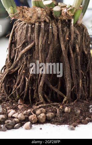 Zamioculcas wurzeln ohne Erde, bevor sie auf weißem Hintergrund repunktieren Stockfoto