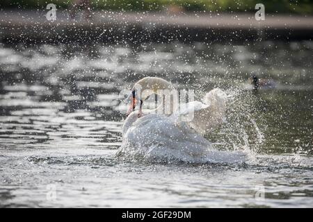 Stummer Schwan; Cygnus olor; Baden; Großbritannien Stockfoto