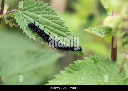 Peacock Butterfly Caterpillar; Aglais io; Großbritannien Stockfoto