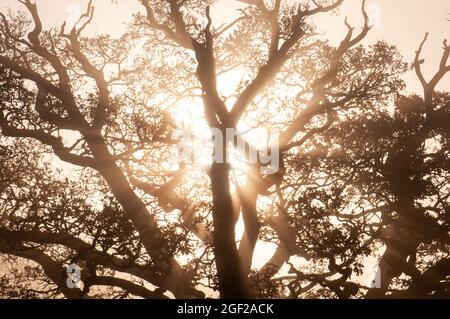 Alte, große Eiche im Sonnenlicht bei Sonnenuntergang mit klarem Himmel und leichtem Nebel. Stockfoto