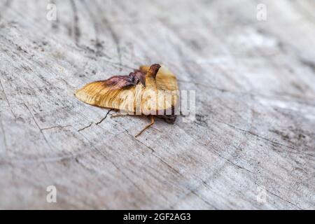 Branded Wing Moth; Plagodis dolabraria; On Wood; Großbritannien Stockfoto