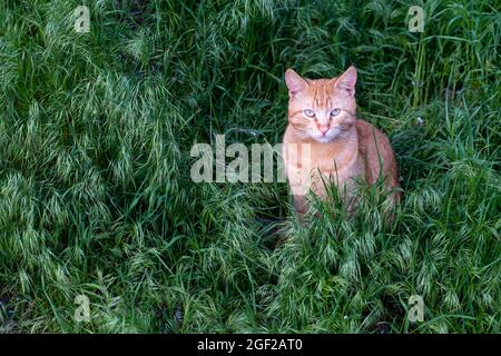 Ingwer-Katze sitzt auf dem grünen Feld, eine Erwachsene Ingwer-Katze schaut auf die Kamera, selektiver Fokus Stockfoto