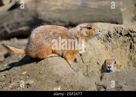 Nahaufnahme von drei Schwarzschwanz-Krähenhunden (Cynomys ludovicianus) in der Nähe des Baus Stockfoto