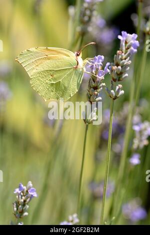 Makroaufnahme einer männlichen Cleopatra Schmetterling (Gonepteryx Cleopatra) ernähren sich von Lavendel Blume betrachtet Profil Stockfoto