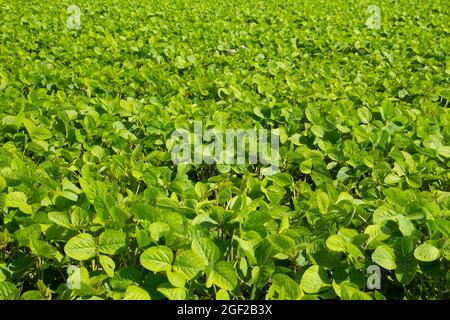 Grünes Blattmuster eines Sojabohnenfeldes Stockfoto