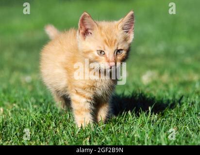 Kleine Katze im grünen Gras Stockfoto