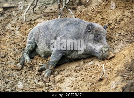 Wildschwein, sus scrofa im Wald Stockfoto