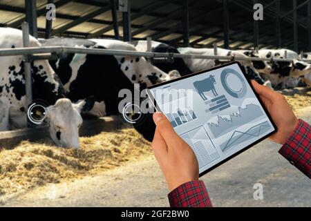 Landwirt mit Tablet-Computer inspiziert Kühe auf einem Milchviehbetrieb. Herdenmanagement-Konzept. Stockfoto