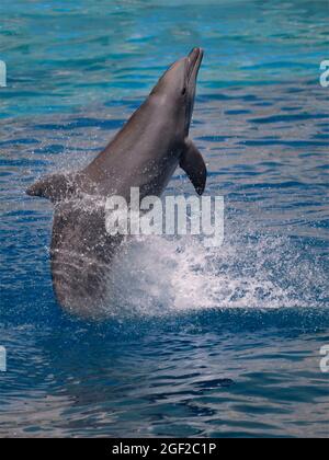 Nahaufnahme des Delphins (Tursiops truncatus) aus der Sicht eines aus dem Wasser stehenden Profils Stockfoto