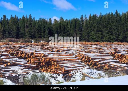 Stapel von Kiefernstämmen in einem Wald, bedeckt mit Winterschnee. Fotografiert im Karioi Forest, Neuseeland Stockfoto