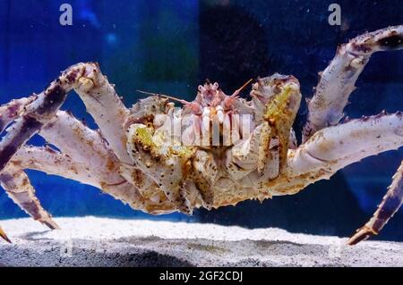 Kamtschatka Krabbe im Aquarium der Fischabteilung des Marktes. Delikatessen aus dem Meer. Rote Alaska-Königskrabbe. Paralithodes Camtschaticus Stockfoto