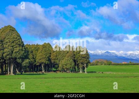 Ländliche Landschaft auf der unteren Nordinsel Neuseelands. Ein Hain mit einheimischen Kahikatea-Bäumen steht vor den verschneiten Tararua-Bergen Stockfoto