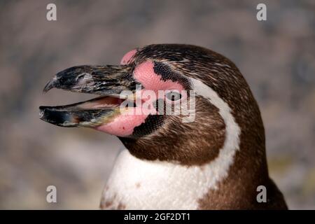 Porträt des Humboldt-Pinguins (Spheniscus humboldti) und Öffnung des Schnabels Stockfoto