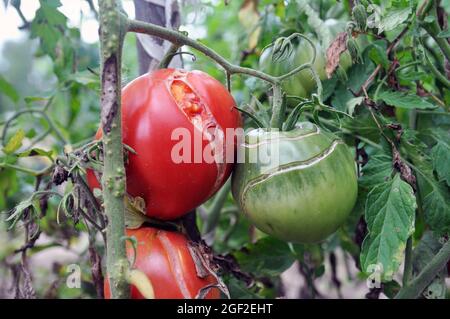 Knacken von Tomatenfrüchten auf einem Busch während der Reifung. Pflanzenkrankheiten. Stockfoto