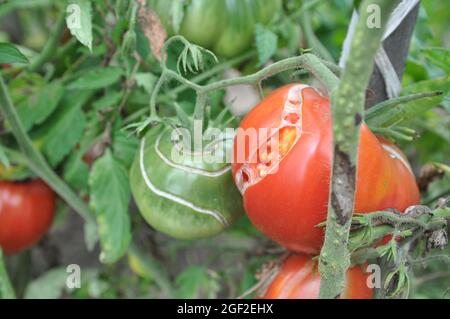 Knacken von Tomatenfrüchten auf einem Busch während der Reifung. Pflanzenkrankheiten. Stockfoto
