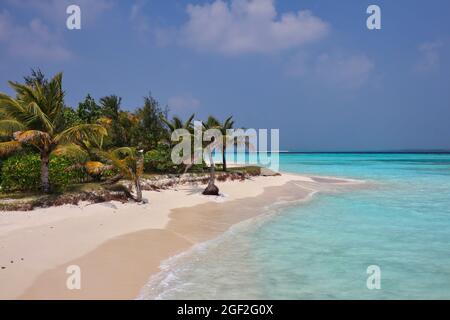 Wunderschöner Blick auf den idyllischen Strand im Maldives Resort mit Sandy Shore und Türkismeer. Palme, Küste, Sonnentag, Malediven-Insel, Indischer Ozean. Stockfoto