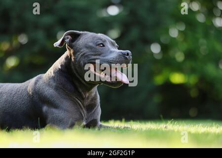 Side Portrait of Smiling Staffordshire Bull Terrier in the Garden. Happy Blue Staffy liegt im Gras und schaut nach rechts. Stockfoto