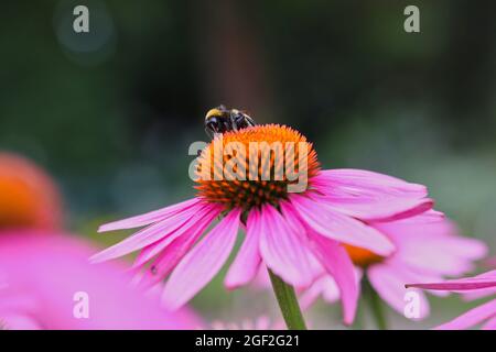 Bumble Bee bestäubt im Garten den purpurnen Blütenkiefer. Hummel sammelt Nektar von Echinacea Purpurea im Sommer. Stockfoto