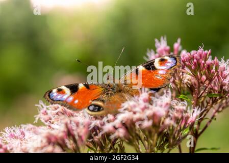 Der große Schmetterling sitzt auf einer rosa Blüte vor einem verschwommenen grünen Hintergrund Stockfoto