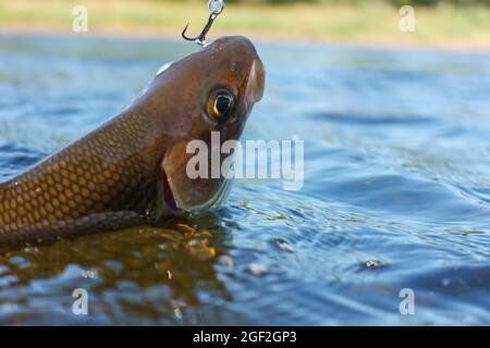 Im August 2021 wurde in Kiruna in Lappland in Schweden Äschen gefangen und von Fischern aus dem arktischen Fluss angefangen. Stockfoto