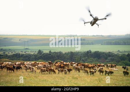 Landwirtschaftliche Drohne, die eine Herde Kühe beobachtet. Intelligente Landwirtschaft Stockfoto