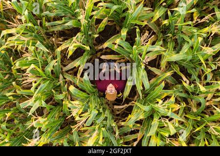 Ein Bauer in einem Kornfeld kontrolliert eine Drohne, die über ihn fliegt Stockfoto