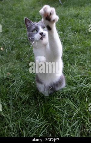 Katze steht auf den Hinterbeinen und schaut nach oben. Stockfoto