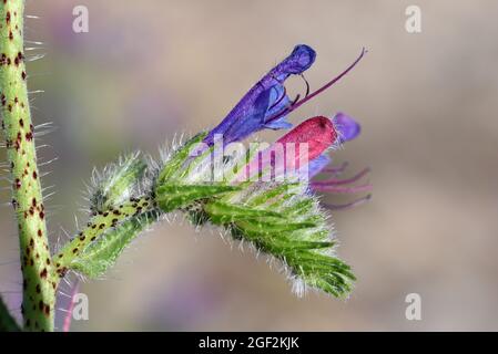 Einzelblumendetail von Viper's Bugloss, Echium vulgare, asa Blueweed Stockfoto