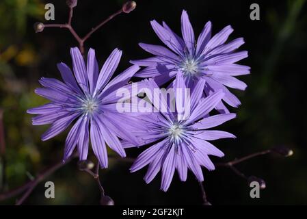Drei Blumen des Blauen Salates, Lactuca perennis, aka Bergsalat oder Perennial-Salat Stockfoto