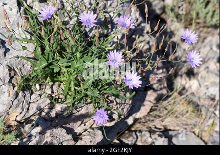 Blauer Salat, Lactuca perennis, auch Bergsalat oder Perennial-Salat genannt Stockfoto