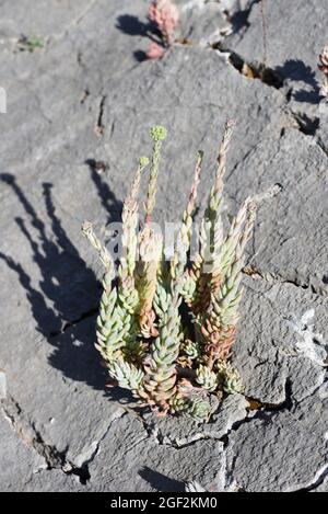 Pale Stonecrop, Sedum sediforme aka Petrosedum sediforme, Sukkulent, der in Kalkstein Crack oder Rocky Spalt Luberon Nature Reserve Provence France wächst Stockfoto