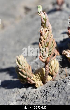 Pale Stonecrop, Sedum sediforme aka Petrosedum sediforme, Sukkulent, der in Kalkstein Crack oder Rocky Spalt Luberon Nature Reserve Provence France wächst Stockfoto