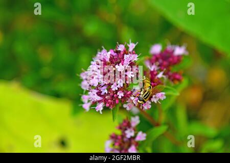 Schwebfliegen auf einer Thymianblume Stockfoto