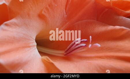 Orangefarbener Gladiolus in Nahaufnahme Stockfoto