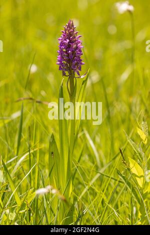 Frühe Sumpforchidee (Dactylorhiza incarnata), blühend, Deutschland, Bayern, Chiemseemoore Stockfoto