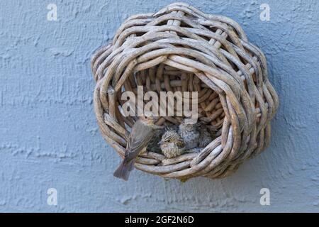 Gefleckter Fliegenfänger (Muscicapa striata), an einem Nest mit Jungvögeln in einem alten Korb beim Haus, Deutschland Stockfoto