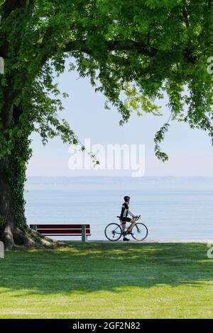 Radler unter einem großen Baum am Ufer des Bodensees stehend und die Aussicht genießend, Schweiz, Thurgau Stockfoto