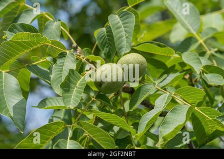 Walnuss (Juglans regia 'Ockerwitzer lange', Juglans regia Ockerwitzer lange), Walnüsse auf einem Baum, Sorte Ockerwitzer lange Stockfoto