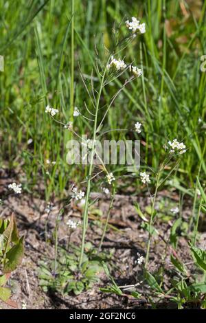 Der ackerschmalwand, Ackerschmalwand, an der Wand der Ackerschmalwand (Arabidopsis thaliana), blühende, Deutschland Stockfoto