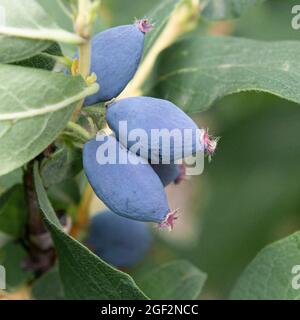 Blaubeerhonig, Blauer Geißel, Süßbeerhonig, Blauer Geißel (Lonicera caerulea 'Leningradski Velikan', Lonicera caerulea Stockfoto