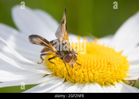 Parasitenfliege, Tachinidenfliege (Ectophasia crassipennis), männlich, Teilnahme an einem marguerite, Deutschland Stockfoto