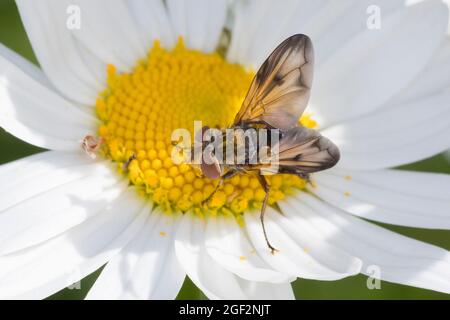 Parasitenfliege, Tachinidenfliege (Ectophasia crassipennis), männlich, Teilnahme an einem marguerite, Deutschland Stockfoto