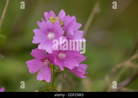 Moschusmalve, Moschuskäseweed (Malva moschata), Blütenstand, Deutschland, Bayern Stockfoto