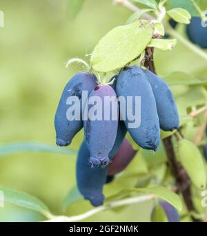 Blaubeerhonig, Blauer Geißel, Süßbeerhonig, Blauer Geißel (Lonicera caerulea 'Strezewczanka', Lonicera caerulea Stockfoto